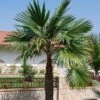 Trachycarpus Latisectus - Palmier Windamere 1 Trachycarpus Latisectus - Palmier Windamere -MAO PLANTES Magasin Trachycarpus latisectus 89964 1