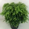 Tsuga Canadensis Jeddeloh - Pruche Du Canada -MAO PLANTES Magasin Tsuga canadensis Jeddeloh 774002 1