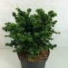 Pruche Du Canada - Tsuga Canadensis Jervis -MAO PLANTES Magasin Tsuga canadensis Jervis 775002 1