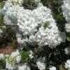 Viorne - Viburnum Eskimo -MAO PLANTES Magasin Viburnum Eskimo 84371 1