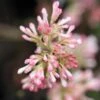 Viorne D'hiver - Viburnum Bodnantense Charles Lamont. -MAO PLANTES Magasin Viburnum bodnantense Charles Lamont 84373 1