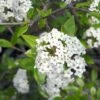 Viburnum Burkwoodii - Viorne De Burkwood -MAO PLANTES Magasin Viburnum burkwoodii 781851 1