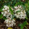 Viburnum Burkwoodii Conoy - Viorne De Burkwood -MAO PLANTES Magasin Viburnum burkwoodii Conoy 89390 1
