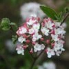 Viorne Du Burkwood - Viburnum X Burkwoodii Mohawk -MAO PLANTES Magasin Viburnum burwoodii Mohawk copyright 1002892 1