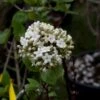 Viorne - Viburnum (x) Carlcephalum -MAO PLANTES Magasin Viburnum carlcephalum 9631 1