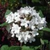 Viorne - Viburnum Carlesii Aurora -MAO PLANTES Magasin Viburnum carlesii Aurora 7962 1
