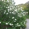 Viburnum Carlesii Juddii - Viorne -MAO PLANTES Magasin Viburnum carlesii Juddii 89388 1