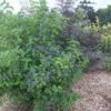 Viburnum Dentatum Blue Muffin - Viorne Dentée -MAO PLANTES Magasin Viburnum dentatum Blue Muffin 81426 1