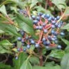 Viorne - Viburnum Globosum Jermyns Globe -MAO PLANTES Magasin Viburnum globosum Jermyns Globe 84377 1