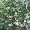 Viorne - Viburnum Hillieri Winton 1 Viorne - Viburnum Hillieri Winton -MAO PLANTES Magasin Viburnum hillieri winton ld wallygrom 9573 1