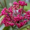 Viorne - Viburnum Nudum Brandywine -MAO PLANTES Magasin Viburnum nudum Brandywine copyright 1008941 1