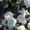 Viorne - Viburnum Plicatum Grandiflorum -MAO PLANTES Magasin Viburnum plicatum Grandiflorum Noble 84380 1