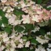 Viorne De Chine - Viburnum Plicatum Kilimanjaro Sunrise -MAO PLANTES Magasin Viburnum plicatum Kilimanjaro Sunrise 83029 1