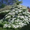 Viorne De Chine - Viburnum Plicatum Tomentosum
