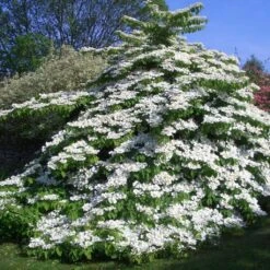 Viorne De Chine - Viburnum Plicatum Tomentosum