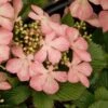 Viorne - Viburnum Plicatum Pink Beauty -MAO PLANTES Magasin Viburnum plicatum pink beauty 7542 1