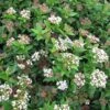 Viburnum Tinus Eve Price - Laurier Tin -MAO PLANTES Magasin Viburnum tinus Eve Price 781506 1