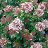 Viorne, Laurier Tin - Viburnum Tinus Gwenlian -MAO PLANTES Magasin Viburnum tinus Gwenllian 100237 1