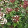 Viburnum Tinus Lisarose - Laurier-tin Rose -MAO PLANTES Magasin Viburnum tinus Lisarose 782020 1