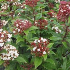 Viburnum Tinus Lisarose - Laurier-tin Rose