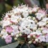 Viorne, Laurier Tin- Viburnum Tinus Spirit -MAO PLANTES Magasin Viburnum tinus Spirit 781507 1