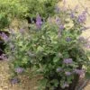Vitex X Agnus-castus Chicagoland Blues - Gattilier 2 Vitex X Agnus-castus Chicagoland Blues - Gattilier -MAO PLANTES Magasin Vitex Chicagoland Blues Gattilier hybride V 17953 1