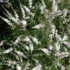 Vitex Agnus-castus Silver Spire - Gattilier -MAO PLANTES Magasin Vitex Silver Spire 16589 1