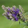 Vitex Agnus-castus Blue Puffball - Gattilier -MAO PLANTES Magasin Vitex agnus 85811 1