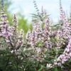 Vitex Agnus-castus Galactic Pink - Gattilier 2 Vitex Agnus-castus Galactic Pink - Gattilier -MAO PLANTES Magasin Vitex agnus castus Galactic Pink Gattilier IF 17954 1