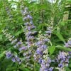 Vitex Agnus-castus Magical Summertime Blues - Gattilier 1 Vitex Agnus-castus Magical Summertime Blues - Gattilier -MAO PLANTES Magasin Vitex agnus castus Magical Summertime Blues Helen Froehlich Gattilier IF 17955 1