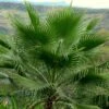 Washingtonia Robusta - Palmier Du Mexique -MAO PLANTES Magasin Washingtonia robusta 82235 1