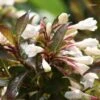 Weigela Black And White -MAO PLANTES Magasin Weigela Black and White 7880 1