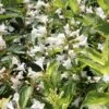 Weigela Milk And Honey 1 Weigela Milk And Honey -MAO PLANTES Magasin Weigela Milk and Honey 84388 1