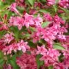 Weigela Minuet -MAO PLANTES Magasin Weigela Minuet copyright 1008971 1