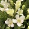 Weigela Picobella Bianco -MAO PLANTES Magasin Weigela Picobella Bianco Weigelia nain IF 18311 1