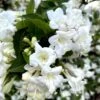 Weigela Snowflake -MAO PLANTES Magasin Weigela Snowflake copyright 1002901 1