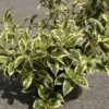 Weigela White Lightning -MAO PLANTES Magasin Weigela White Lightning IF 1008992 1