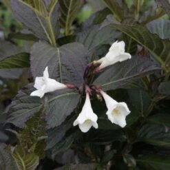 Weigela Florida Ebony And Ivory