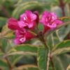 Weigela Florida Moulin Rouge (Brigela) -MAO PLANTES Magasin Weigela florida MOULIN ROUGE Brigela 84394 1