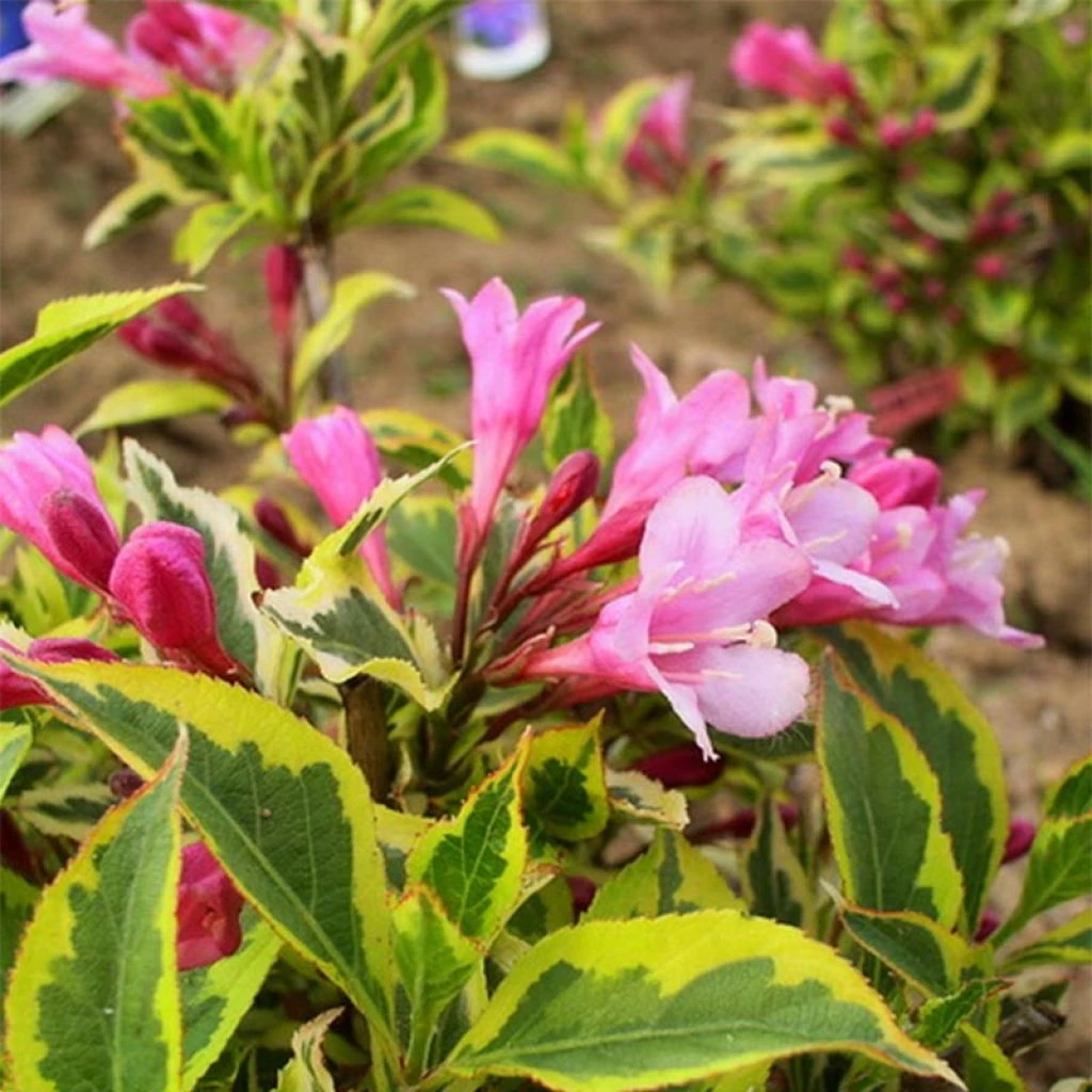Weigela Florida Magical Rainbow 3 Weigela Florida Magical Rainbow