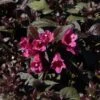 Weigela Florida Minor Black 2 Weigela Florida Minor Black -MAO PLANTES Magasin Weigela florida Minor Black 84393 1