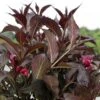 Weigela Florida Naomi Campbell -MAO PLANTES Magasin Weigela florida Naomi Campbell IF 1002912 1