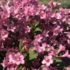 Weigela Florida Pink Poppet -MAO PLANTES Magasin Weigela florida Pink Poppet copyright 78185 1