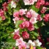 Weigela Hybride Carnaval 1 Weigela Hybride Carnaval -MAO PLANTES Magasin Weigela hybride Carnaval 100238 1