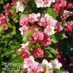 Weigela Hybride Carnaval
