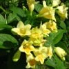 Weigela Middendorffiana -MAO PLANTES Magasin Weigela middendorffiana 781921 1