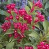Weigela All Summer Red -MAO PLANTES Magasin Weigelia All Summer Red 84476 1
