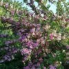 Weigela Stelzneri -MAO PLANTES Magasin Weigelia Stelzneri 1008981 2 1