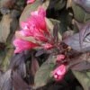Weigela Florida Victoria -MAO PLANTES Magasin Weigelia florida victoria 7534 1