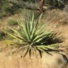 Yucca Banane - Yucca Baccata 1 Yucca Banane - Yucca Baccata -MAO PLANTES Magasin Yucca baccata 89409 1